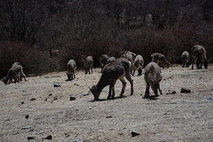 士兵野外训练场景
