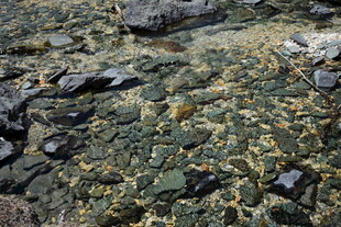 岩石上的多彩苔藓景观