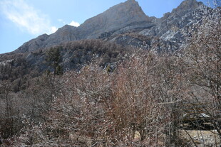 山景与枯树的自然风貌