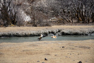 冬日河畔飞鸟栖息景象