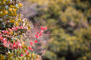 枝头绽放的艳丽红果