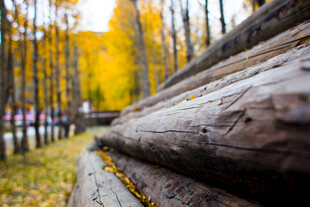 秋日林间原木景观