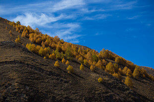 山坡上金黄树木与蓝天