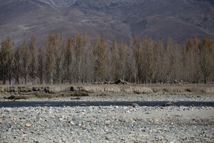 秋日河畔树林风景