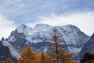 秋日雪山旁的金黄树木
