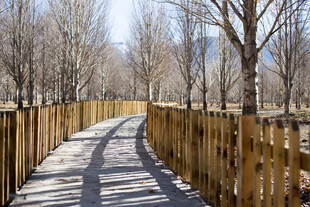 林间木径 冬日静谧之景