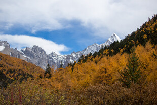 秋日山林间的巍峨雪山