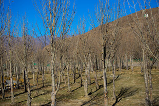 冬日萧瑟树林风景