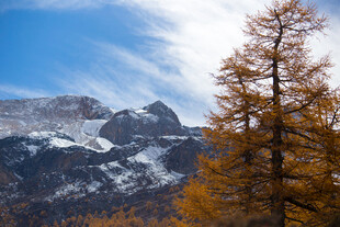 秋日雪山旁的金黄树木