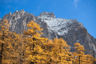 秋日雪山下的金黄树林