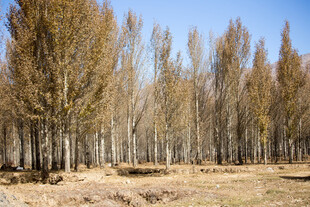 秋日白杨林景观