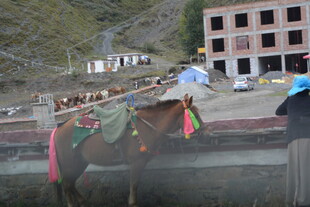 街头装饰精美等待的马匹