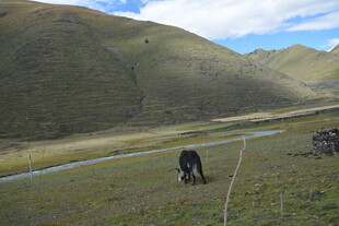 草原上的马儿悠然吃草