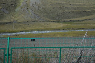 围栏内草地中的黑色动物