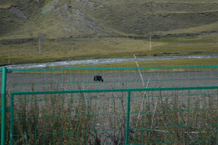 围栏内的草原与黑色动物
