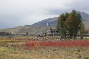 山间红草地与树木风景
