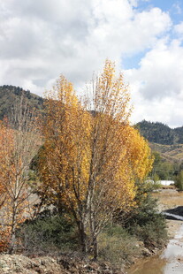 秋日溪边金黄树木美景