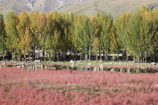 秋日粉黛草与彩林美景