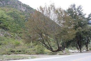 路边倾斜树木与青山景色