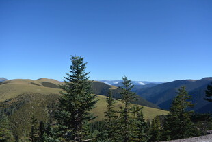 山间松林 蓝天映衬美景