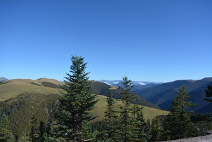 山间松林 蓝天映衬美景