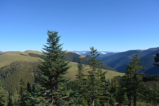 高山松林与远处山峦景色