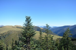 高山松林与远处山峦景色
