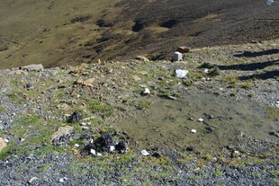 岸边浅滩上的小鸟