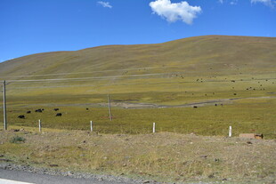 草原风光 远处牛羊点缀