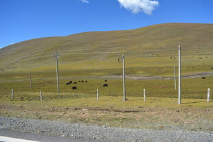 草原风光与路旁电线设施