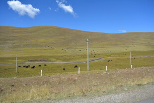 草原公路边的悠然牧场景象