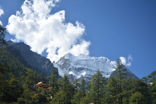 巍峨雪山下的葱郁森林