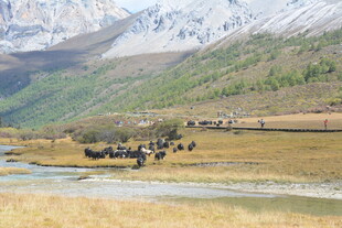 山间草原上的牛群景观