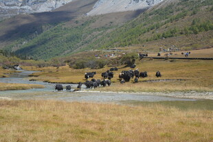 草原河畔的马群