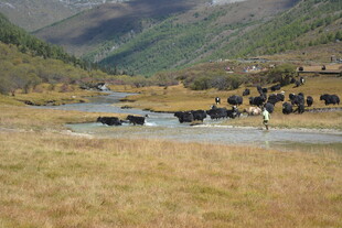 草原河畔牛群悠然景象 稻城亚丁