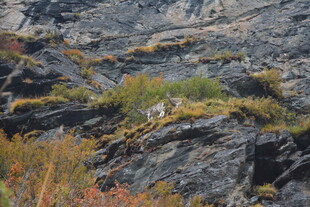 山间岩石上的野生动物