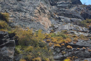 陡峭山壁上的零星植被
