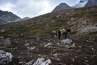 山间马群漫步 稻城亚丁