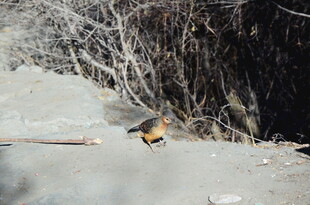 雪地中的多彩小鸟