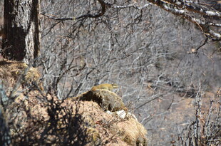 岩石上休憩的野生动物