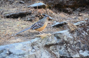 岩石上的多彩小鸟