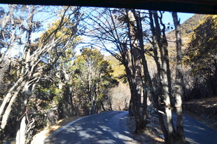 林间幽径 阳光洒落的美景