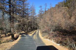 山间公路 冬日萧瑟景致