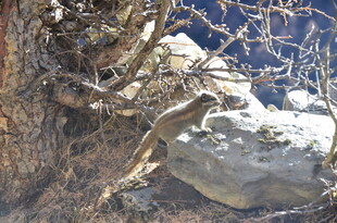 岩石旁的枯树枝