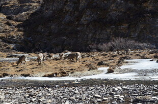 山间河谷中的荒凉景象
