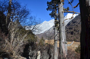 山间雪景与枯木景观