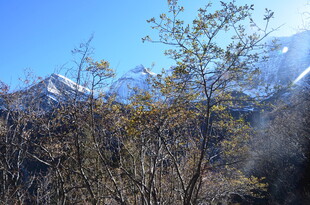 雪山旁的枯树景观
