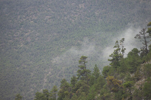 山间云雾缭绕的葱郁树林