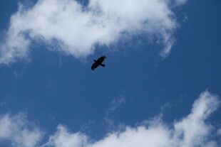 蓝天中翱翔的飞鸟