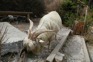 低头觅食的山羊